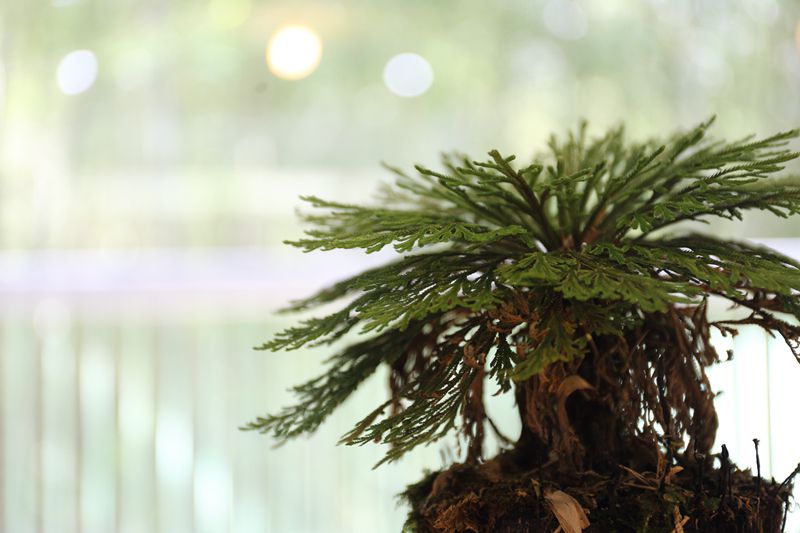 二+三F 包層(5間房)